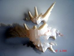 Murex Seashells Art Natural Handicraft