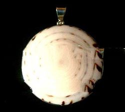 Shell Pendant