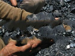 Steam Coal ex Kalimantan by FOB MV