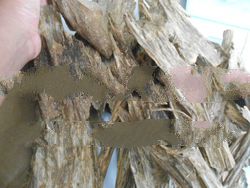 agarwood AB super wild jungle Est Kalimantan