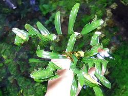 bucephalandra