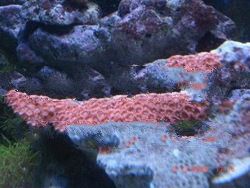 Red Goniopora