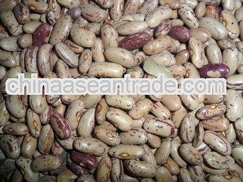 light speckled kidney bean long shape