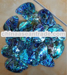 blue paua