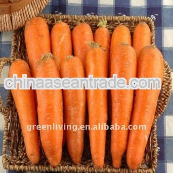 lowest price / New 2013 fresh carrot / carrot factory