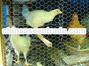 lowest price chicken wire mesh