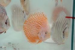 Snow leopard Discus