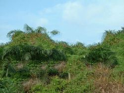 Sabah oil palm land