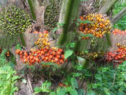 Cpo-Crude Palm Oil