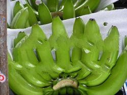 Philippine Cavendish Bananas