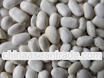 medium white kidney bean 2011 crop