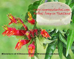 Natural Handmade Soap & Herbal Handmade Soap & Clinacanthus Nutans Lindau Extract Soap