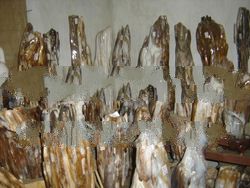 Fossil / Wood Stone