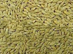 barley grain