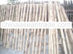 tutul bamboo