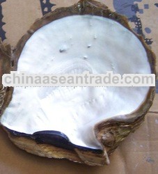 mother of pearl natures big size