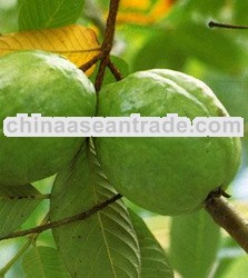 GUAVA Fresh Fruit from Thailand 100%
