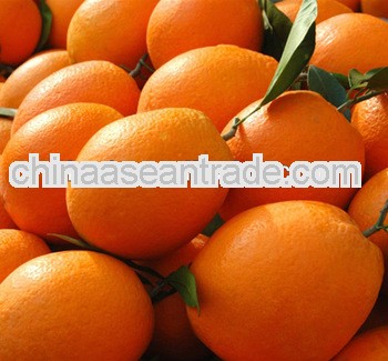 navel orange citrus fruit