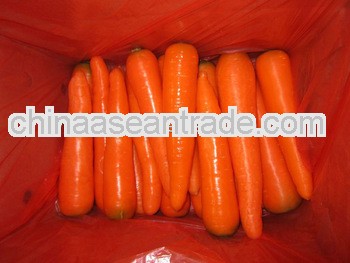 new carrot for sale ---the best selling fresh carrot