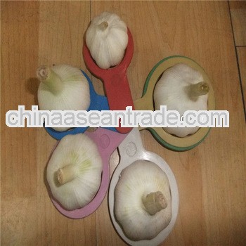 new crop fresh white garlic in various sizes