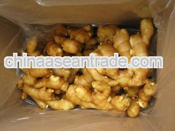 new crop half air dry ginger for sale