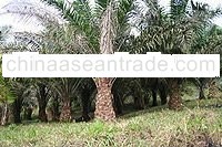 Palm Oil