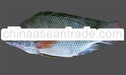 Tilapia