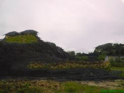 steam coal