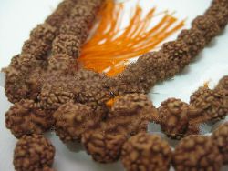 8 mm indonesian japa mala rudraksh