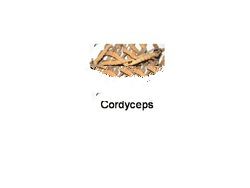 Cordyceps & Bird Nest