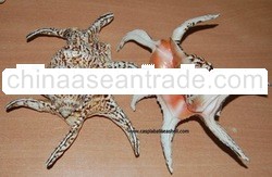 lambis chiragra indonesia