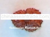 16 Mukhi Rudraksha Java Bead