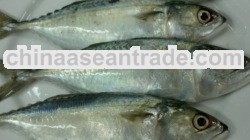 Morocco Whole / Body Piece Carons Packaging 9-11 cm Mackerel Frozen Fish