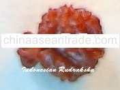 Garbh Gauri Rudraksha Bead