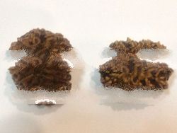 Rudraksh- 13 Mukhi
