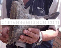 Diceros bicornis Horns