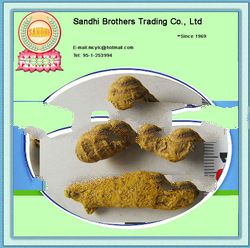 Turmeric Finger high quality turmeric finger