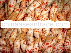 Natural Seashells Shells Art Handicraft