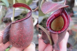 nepenthes/cp