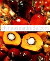 Crude Palm Oil (CPO)