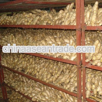 price of fresh ginger for import,china mature fresh ginger