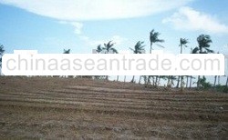 Sale Land in Kawarang Baru 1000 Ha (10. 000. 000 m2)