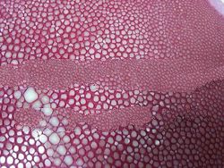 stingray skin