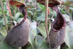 Nepenthes/carnivora plant