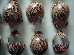 Carving Cowrie Seashells