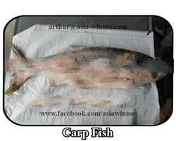 Carp Fish (Cyprinus carpio)