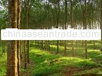 rubber trees timber