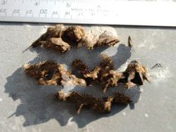 Natural Sinking Agarwood Small Pieces