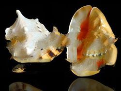 Horned Helmet Sea Shell