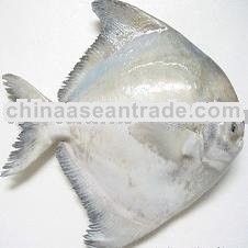 Chinese Pomfret